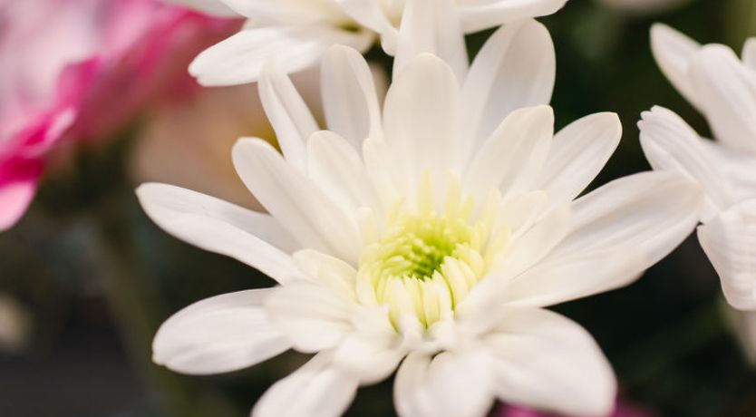 Photo of Harbour Nights Deluxe 7D