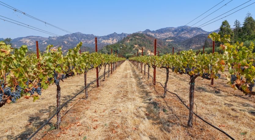 Photo of Large Glass of Red
