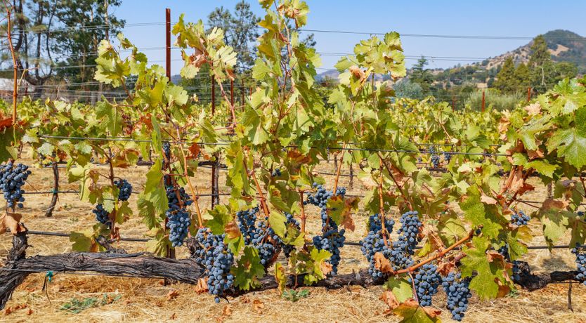 Photo of Large Glass of Red