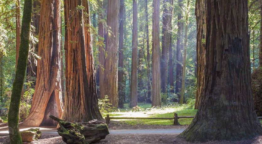 Photo of Run Russian River Run