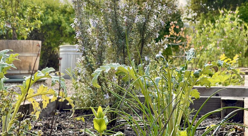 Photo of If You Come Back to California