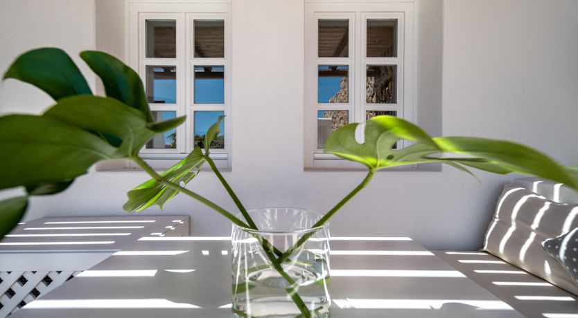 Photo of Monstera Leaf