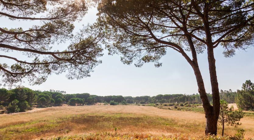 Photo of The Pine Meadow