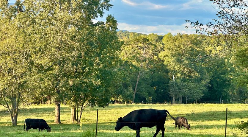 Photo of Yonah Magic