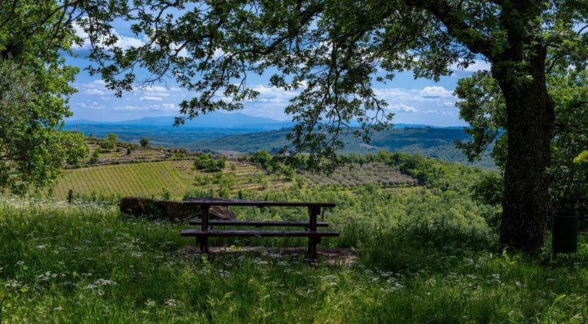 Photo of Vineyard Treasure