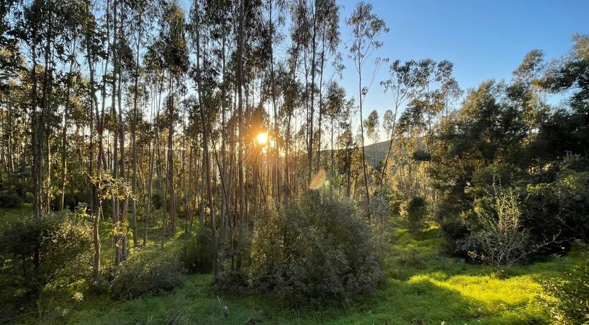 Photo of Song of Stillness