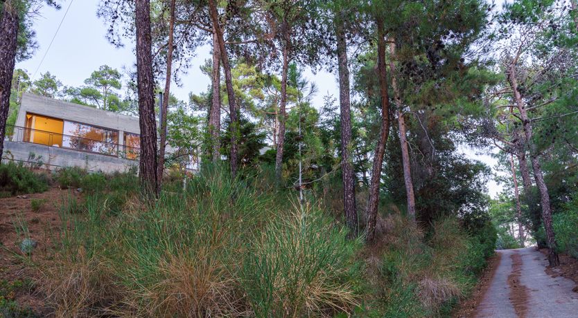 Photo of Pine & Gold