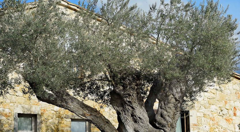 Photo of The Little Donkey