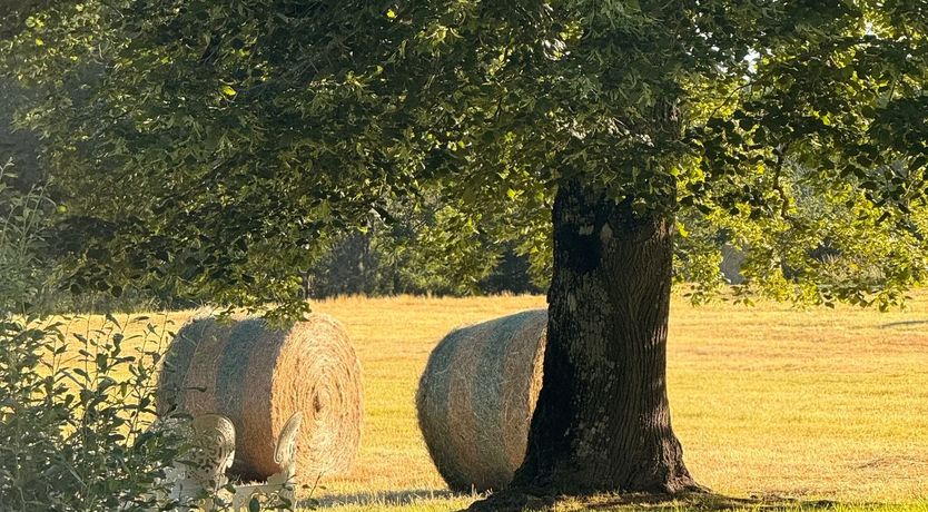 Photo of The Moated Château