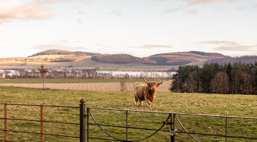 Photo of Renaissance Grandeur