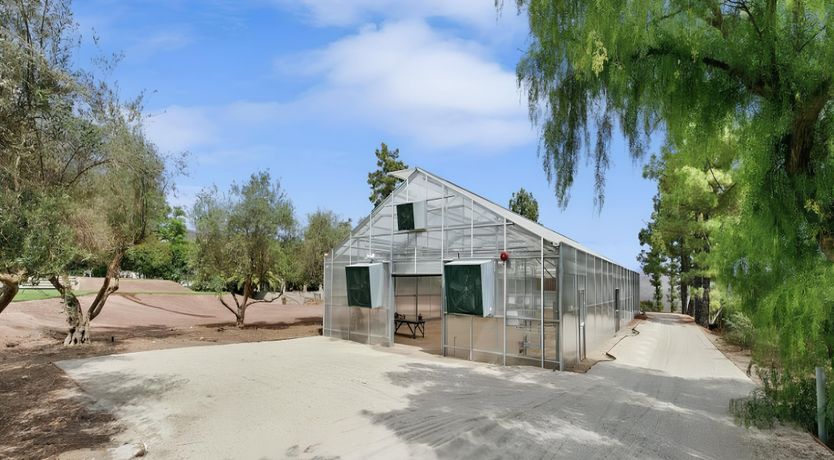 Photo of Golden Glimmer