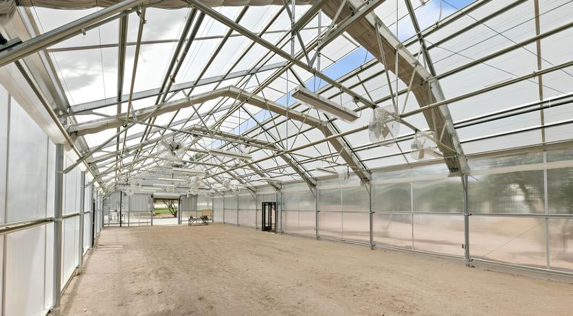 Photo of Golden Glimmer