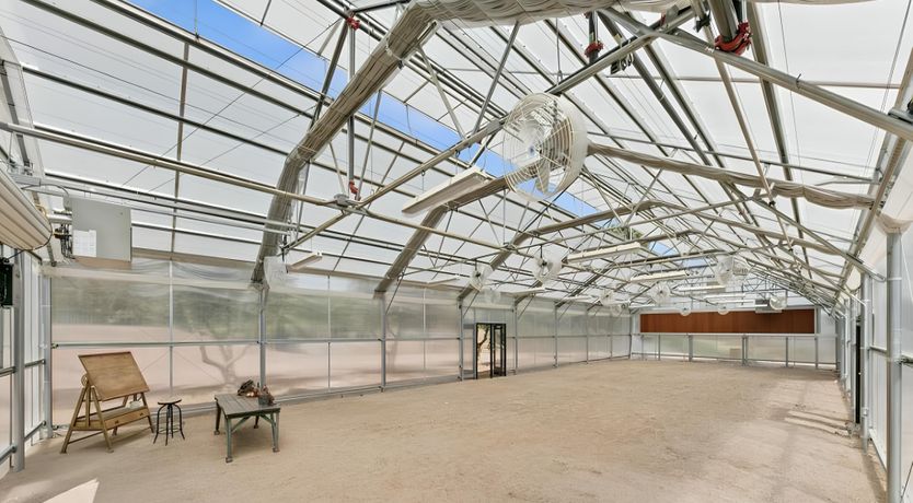 Photo of Golden Glimmer