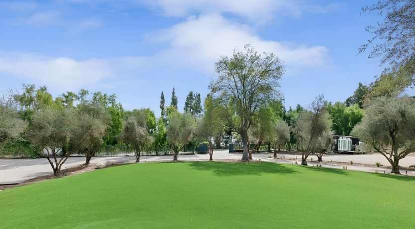 Photo of Golden Glimmer