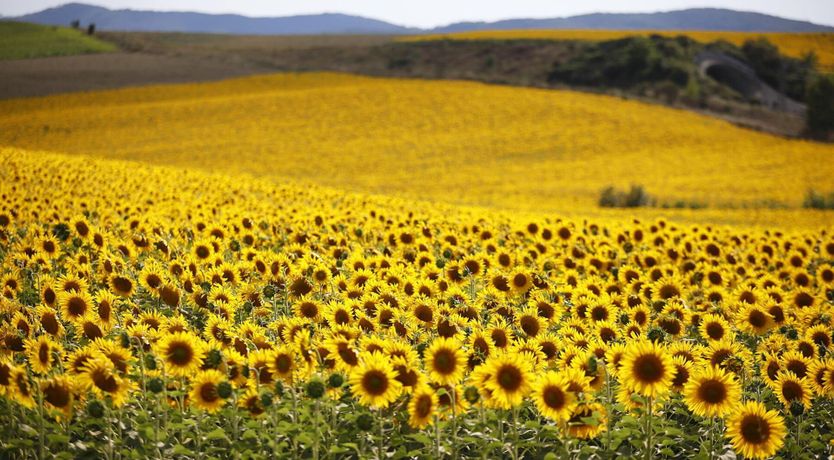 Photo of Villa Elegance