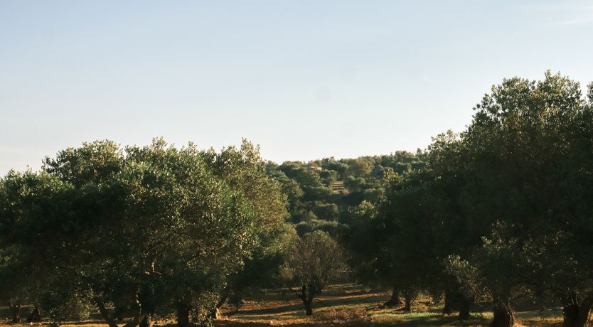 Photo of Ivory Vista