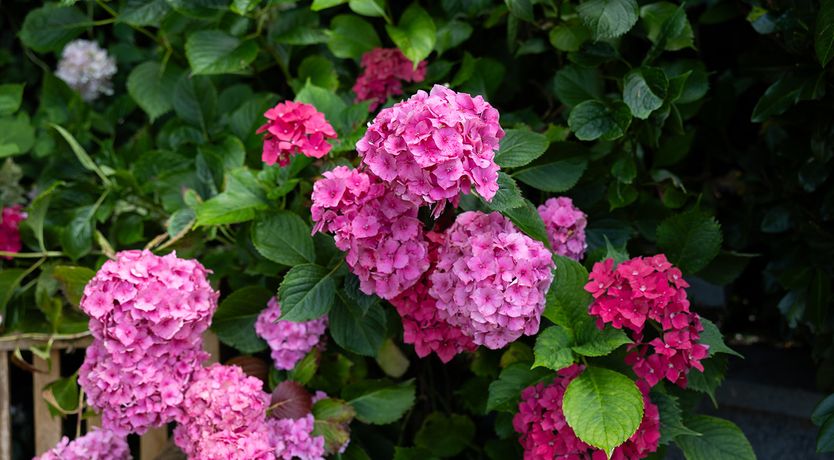 Photo of 'Ripponlea' Inistioge stunning