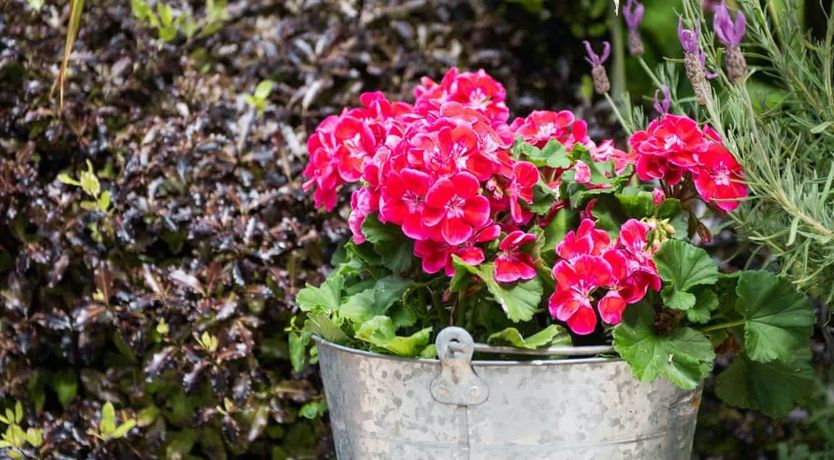 Photo of Salcombe Ballad