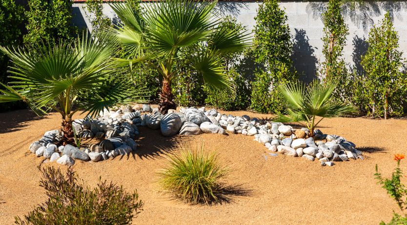 Photo of Palm Tree Visions