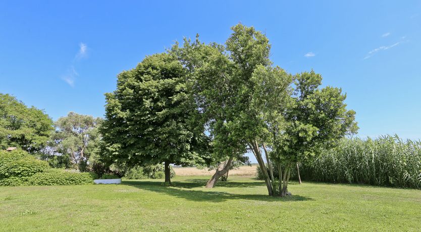 Photo of Little Vineyard