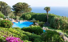 Photo of Seaside Geraniums