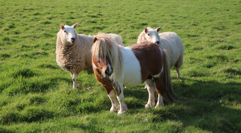 Photo of Stables Cottage, Ellicombe