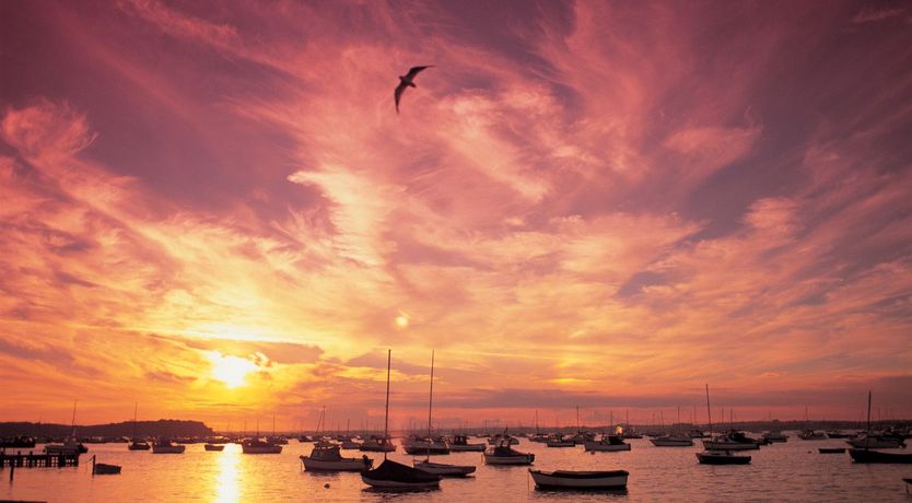 Photo of Dolphin of The South