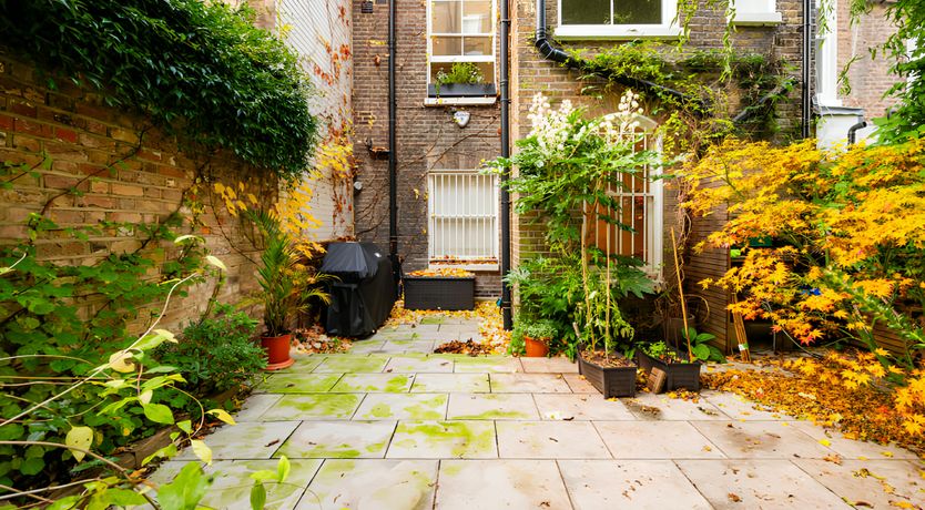 Photo of Green Ferns