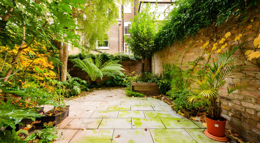 Photo of Green Ferns