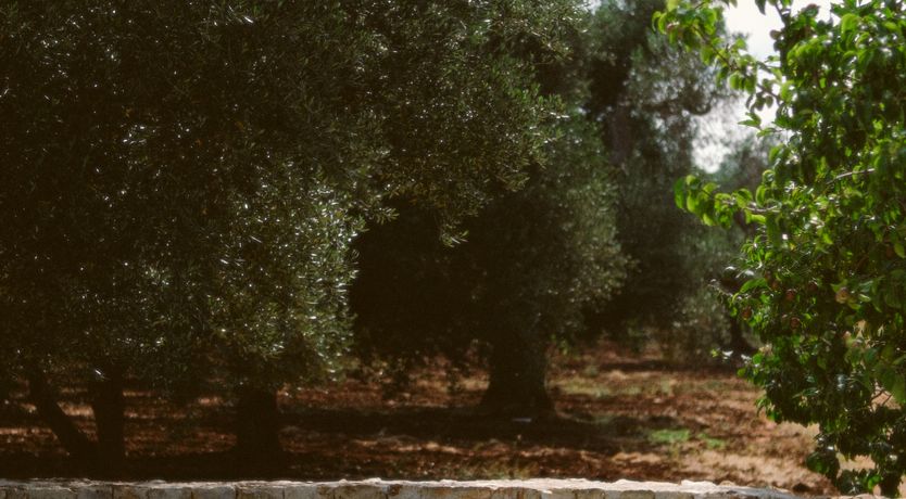 Photo of Italian Charisma