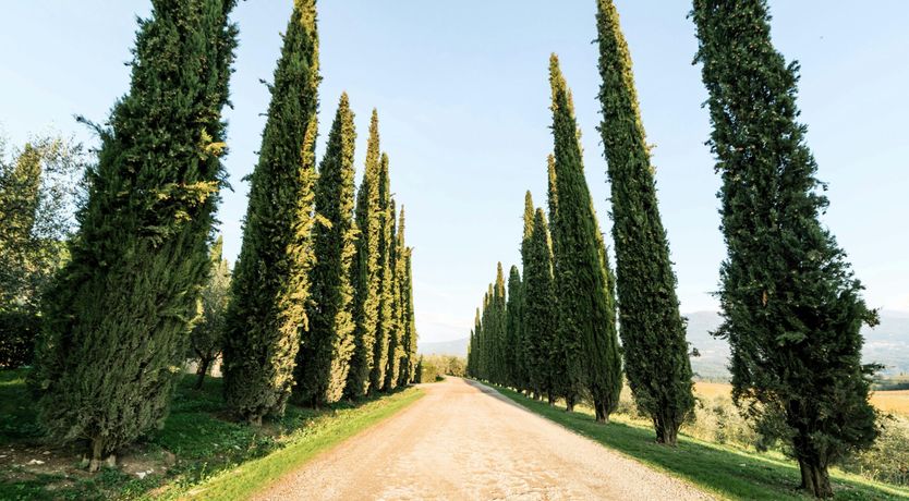 Photo of Leccio Love