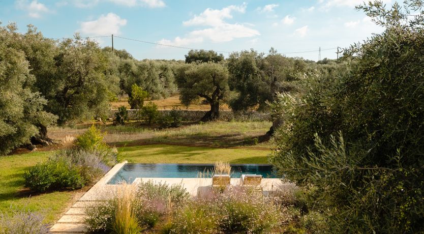 Photo of Antique Olive Grove