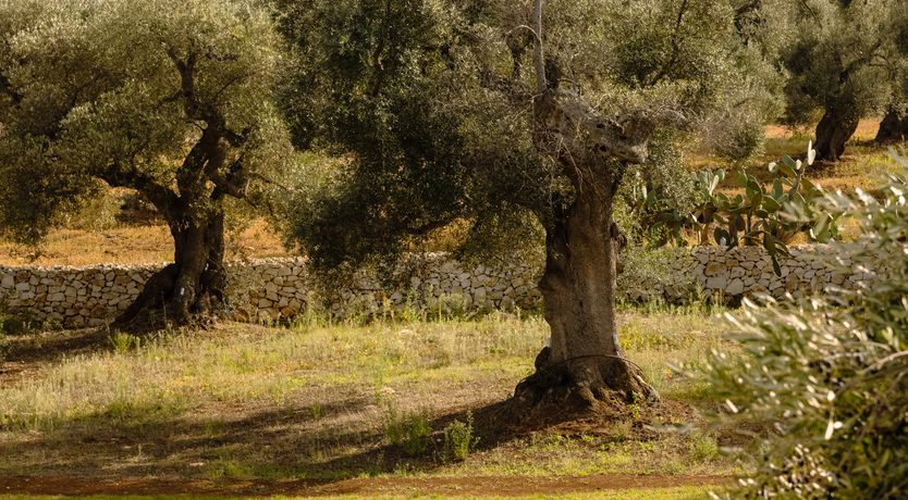 Photo of Antique Olive Grove