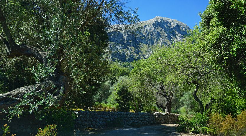 Photo of Meet Me in the Orange Grove
