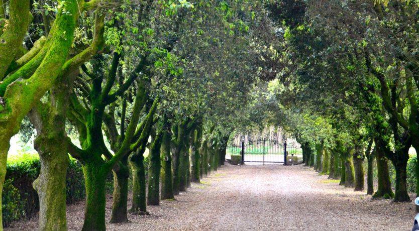 Photo of Neo-Gothic Grove