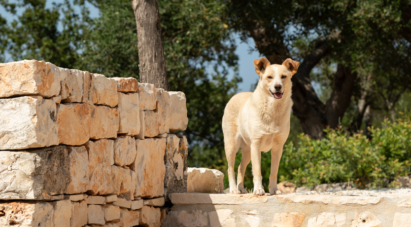 Photo of The Hidden Trullo