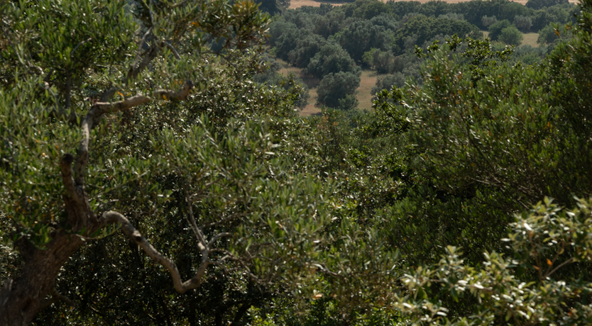 Photo of The Hidden Trullo