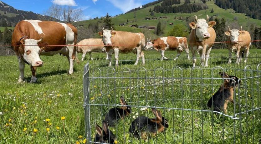Photo of Alpenchalet Spiher Parterre