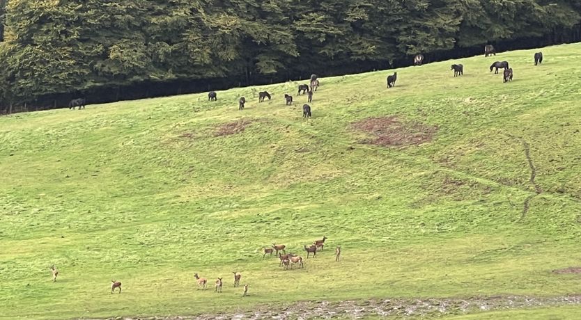 Photo of Byre Cottage, Dulverton