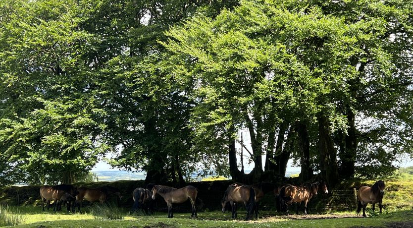 Photo of Byre Cottage, Dulverton