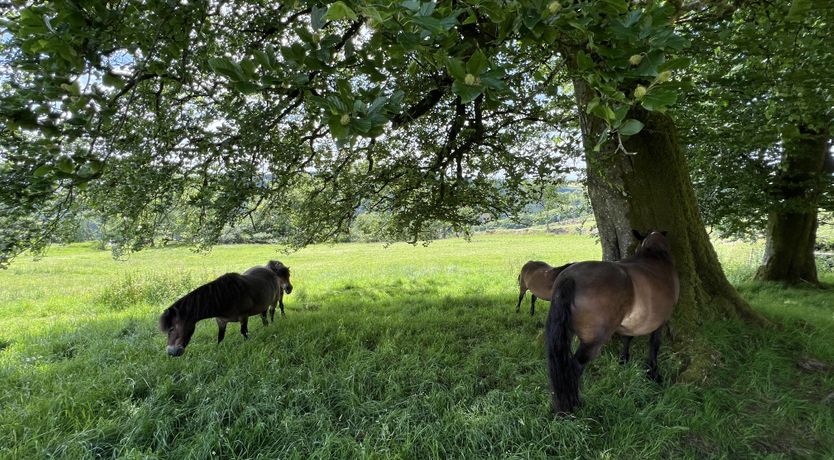 Photo of Byre Cottage, Dulverton