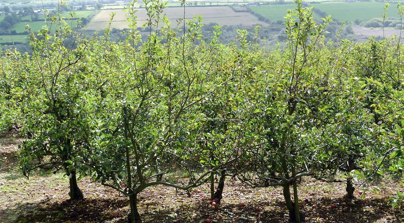 Photo of 3 Bed in Lismore