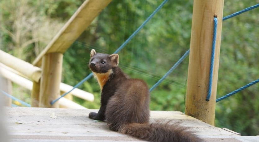 Photo of Cosagach Falls Cabin
