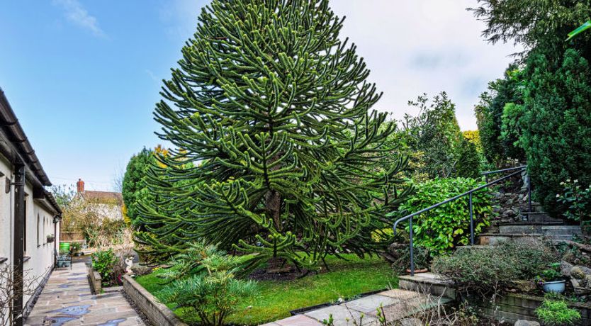 Photo of Cesail Y Mynydd