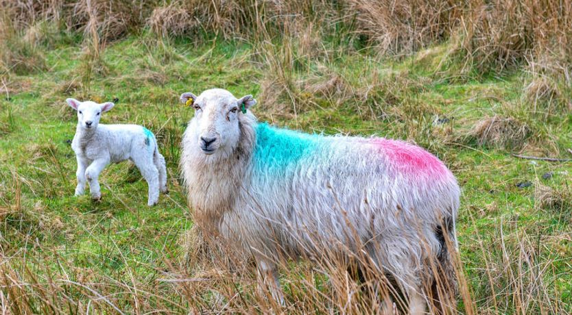 Photo of Maes Neuadd