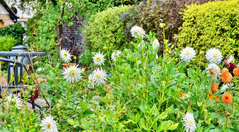 Photo of Clematis Cottage