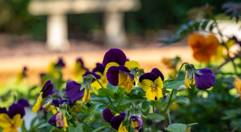 Photo of The Annexe at Rosebud Cottage