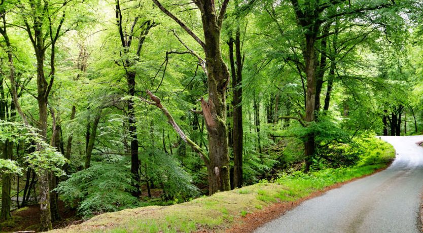 Photo of Hermon Bach