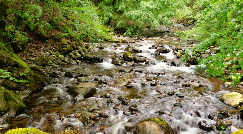 Photo of Hermon Bach