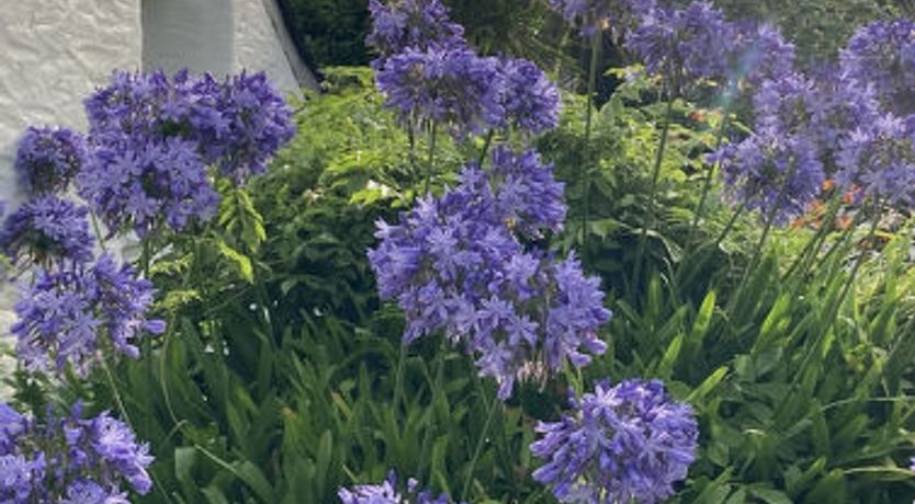 Photo of Porth Cottage